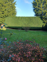 Large Leylandii hedge neatly trimmed, garden hedge care and maintenance in Solihull - Oakland Group.