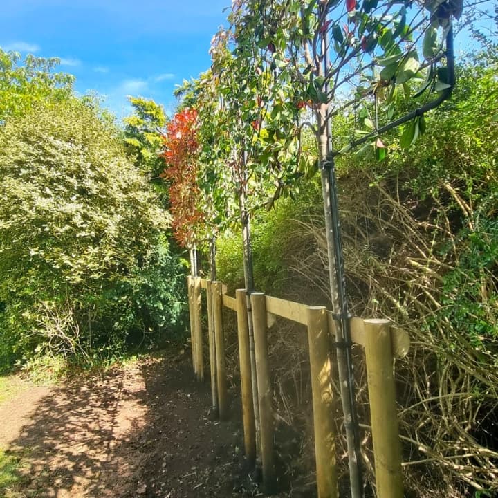 Row of Pleached trees planted with support stakes and straps installed along garden perimeter.
