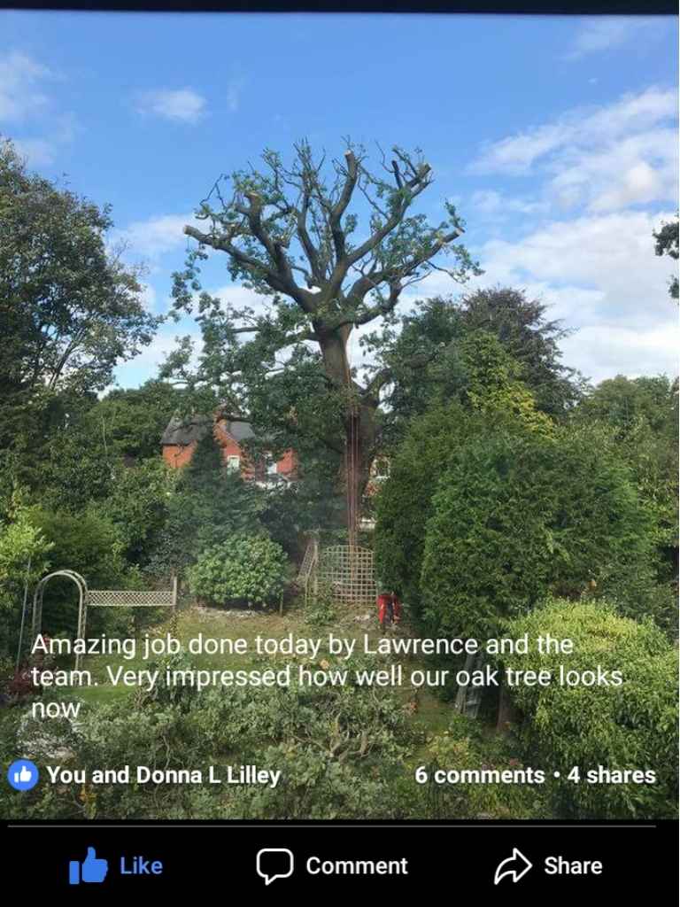 Canopy reduction on large common oak tree preservation works in Solihull - Oakland Group.