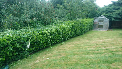 Laurel hedge before trimming