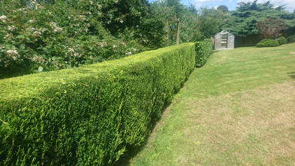 neatly trimmed hedge