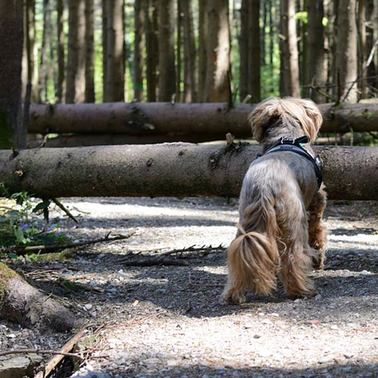 Trail blocked by fallen tree and dog cannot get past