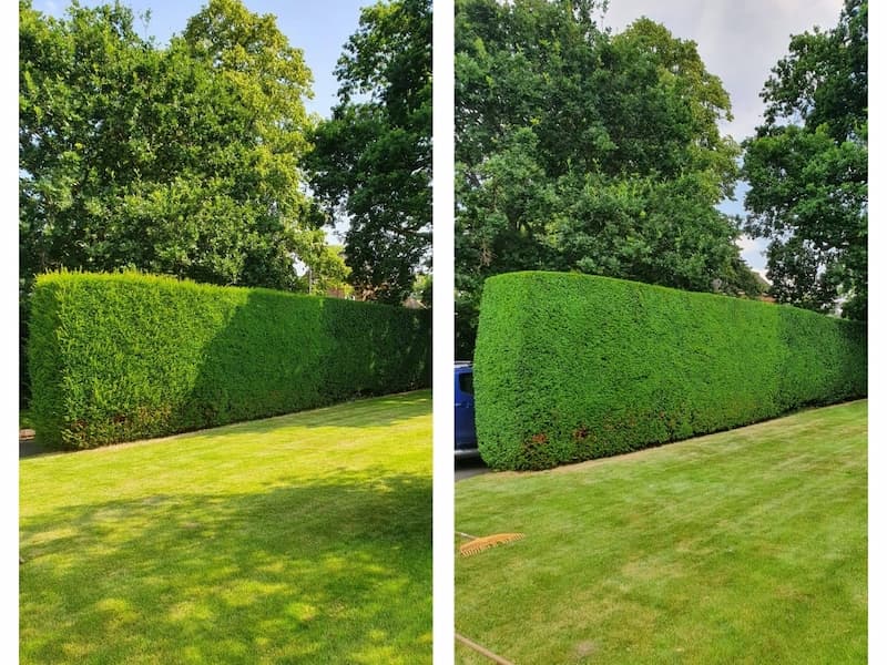 Large Conifer hedgerow trimming maintenance works collage before and after.