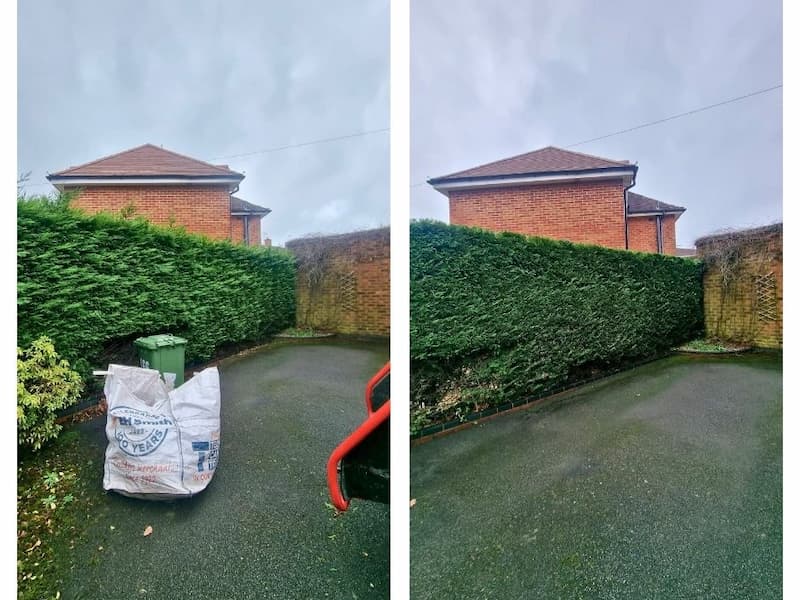 Conifer hedgerow trimming maintenance works collage before and after.