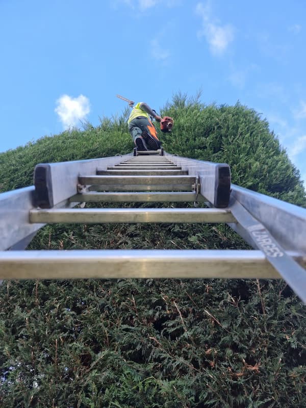 Large conifer hedge trimming performed by outdoor maintenance operative on ladder in garden.