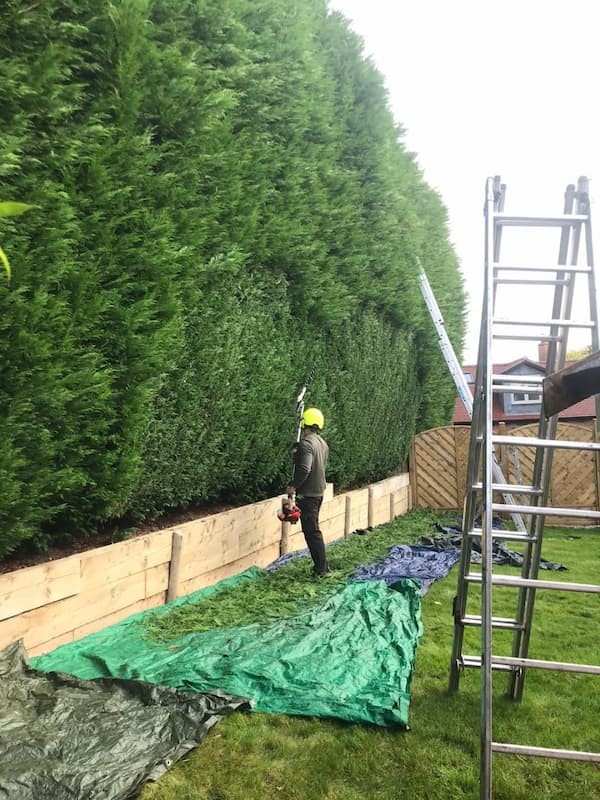 Large conifer hedge trimming performed by outdoor maintenance operative in garden.