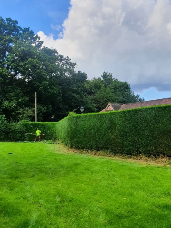Large conifer hedgerow trimming performed by outdoor maintenance operative working along garden boundary.