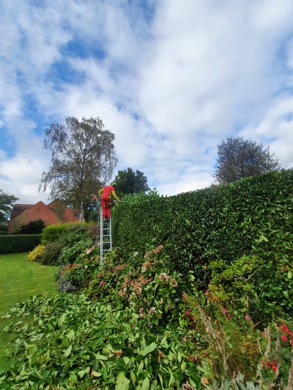Tall Laurel hedge trimming performed by outdoor maintenance operative in mature garden.