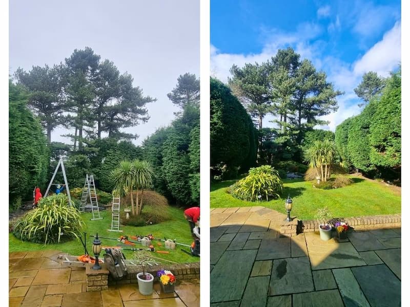 All round tree and hedge trimming and maintenance before and after works in mature garden.