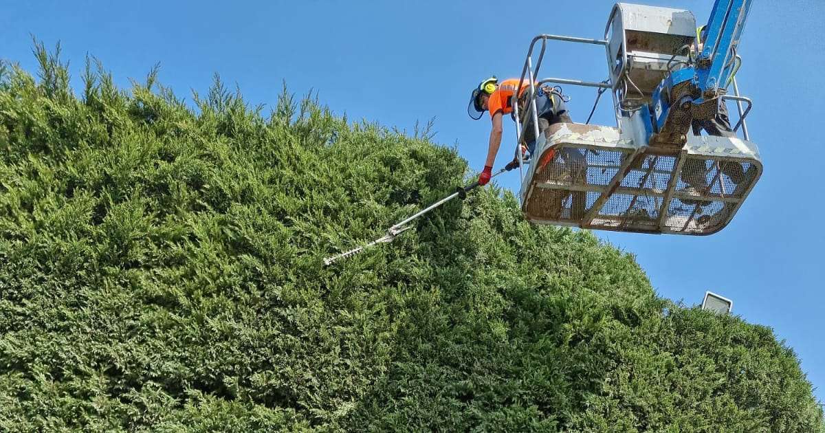 Professional hedge trimming works - Oakland Group, Hedging Services.