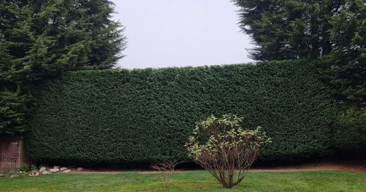 Professional garden maintenance, hedge trimming works completed - Oakland Group, Hedging Services.