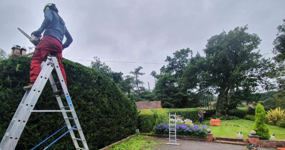 Professional garden maintenance, tree and hedge trimming works in progress - Oakland Group, Tree and Hedging Services.