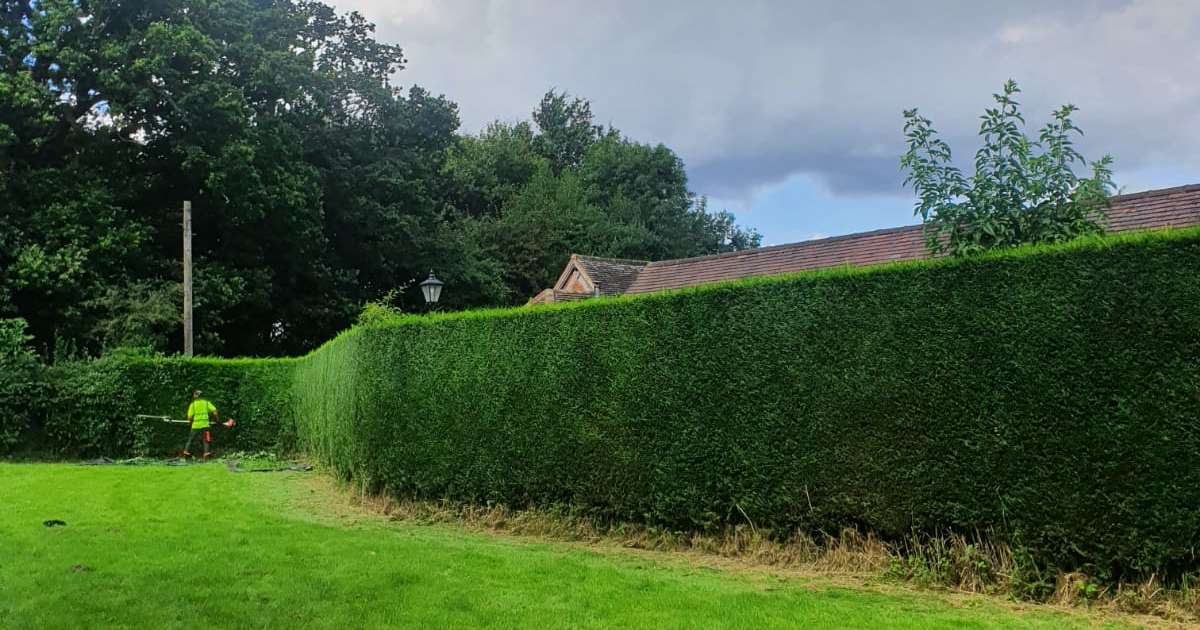 Professional garden maintenance, large coniferous hedge trimming works in progress - Oakland Group, Tree and Hedging Services.