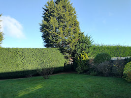 Leylandii hedge neatly trimmed, garden hedge care and maintenance in Solihull - Oakland Group.