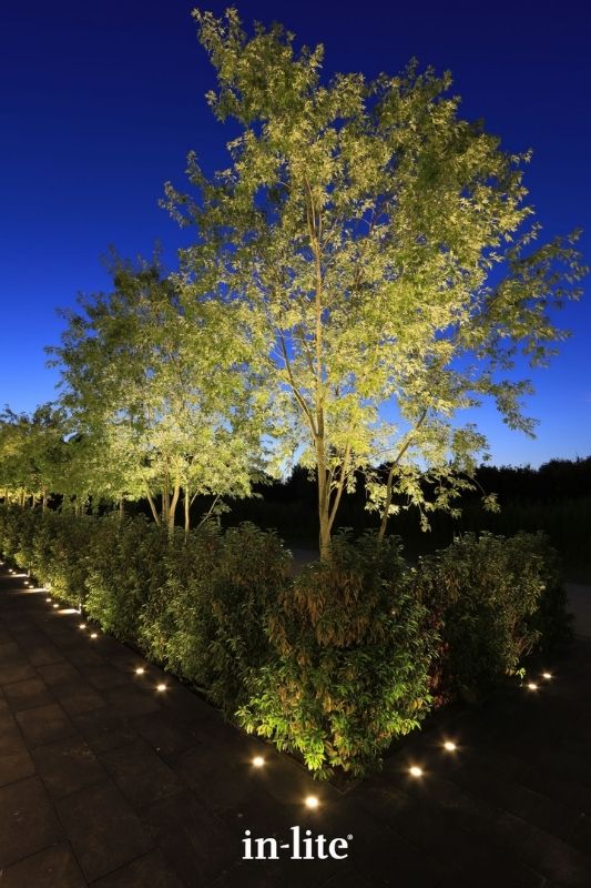 in-lite BIG NERO 12v outdoor ground spotlights up lighting row of trees with a wide and strong beam of light from the ground below. Low voltage outdoor garden lights, atmospheric lighting for ambiance.