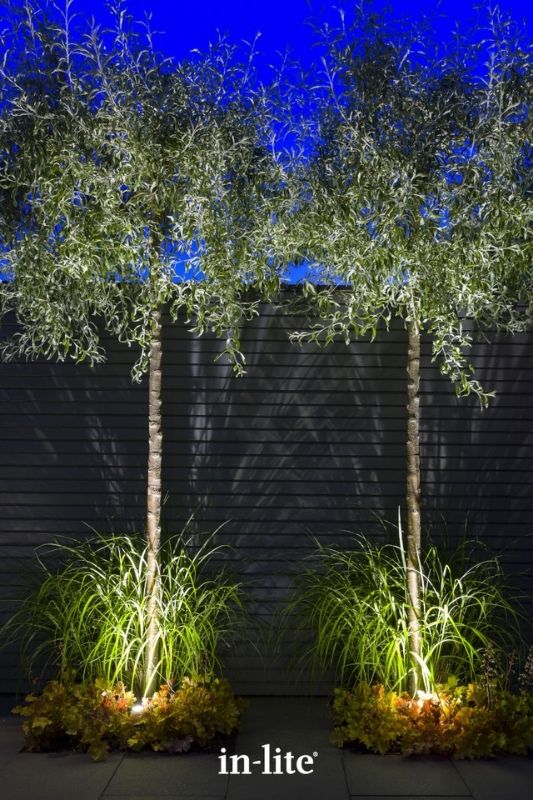 in-lite SCOPE 12v outdoor spotlights positioned among shrubs and grasses, uplighting two Deciduous trees with a targeted beam of light from the ground up. Low voltage outdoor garden lights, atmospheric lighting for ambiance.