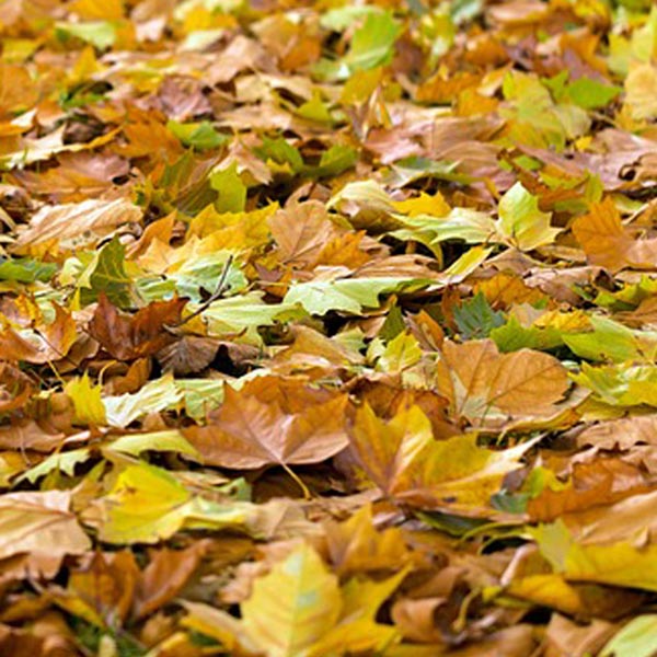 Leaf covered lawn