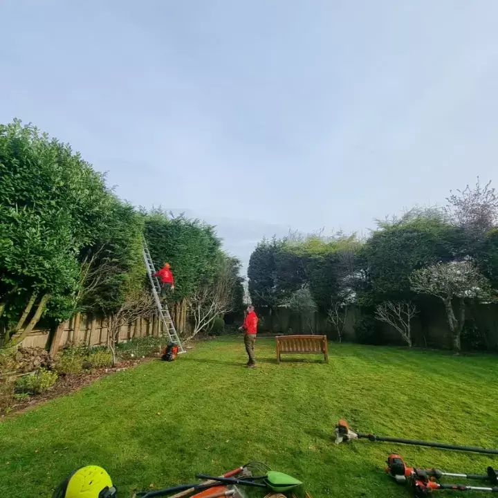 Conifer trimming all round maintenance in garden with lawn and borders.