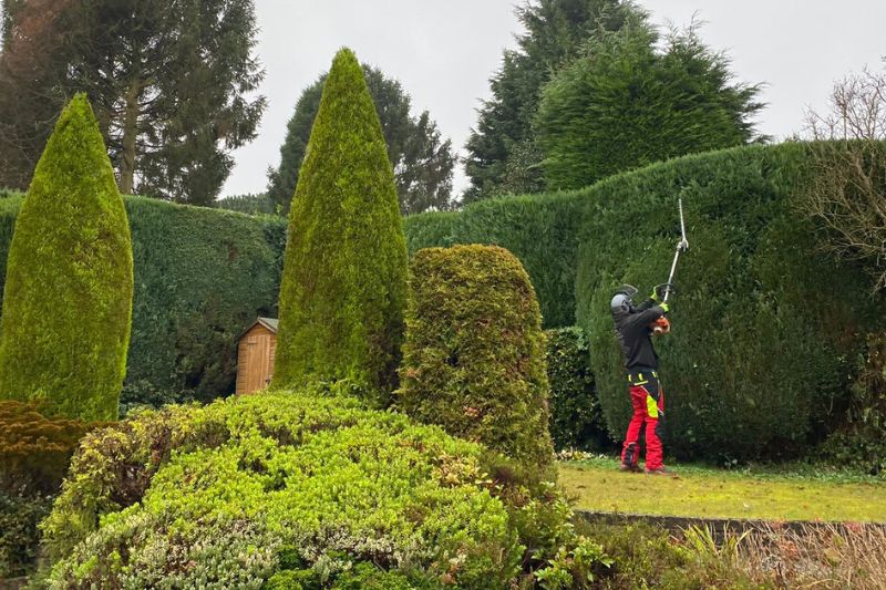 Outdoor garden maintenance works in Solihull. Tree and hedge care trimming works.