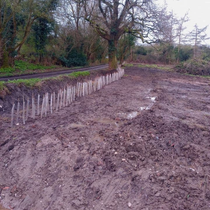Hedgerow planting works, multiple hedging plants planted in ground, along farm land in semi-rural countryside.