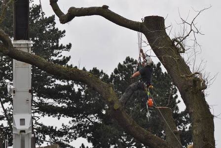 Tree felling crane removal rig