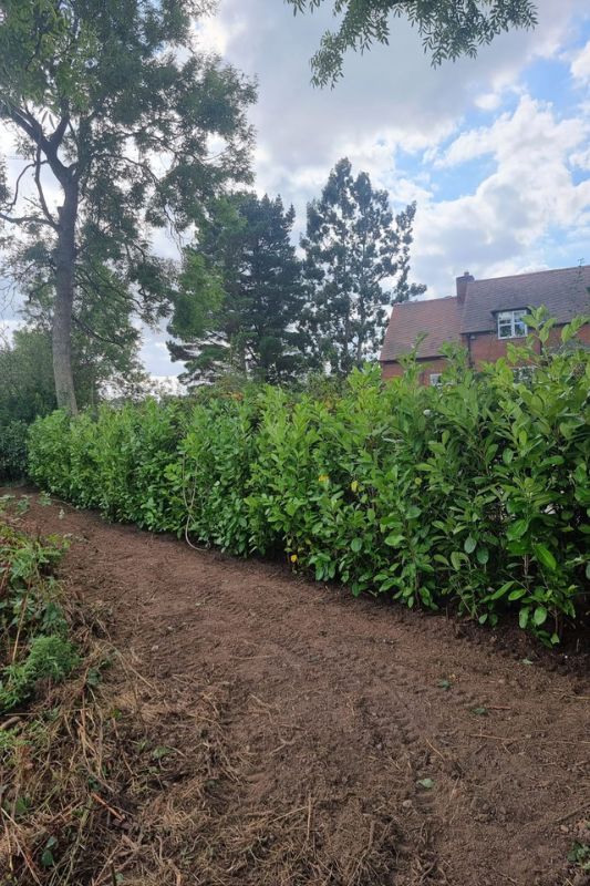 Soft landscaping planting works in Rowington, Warwick. New Cherry Laurels planted to create hedgerow in rear landscape.