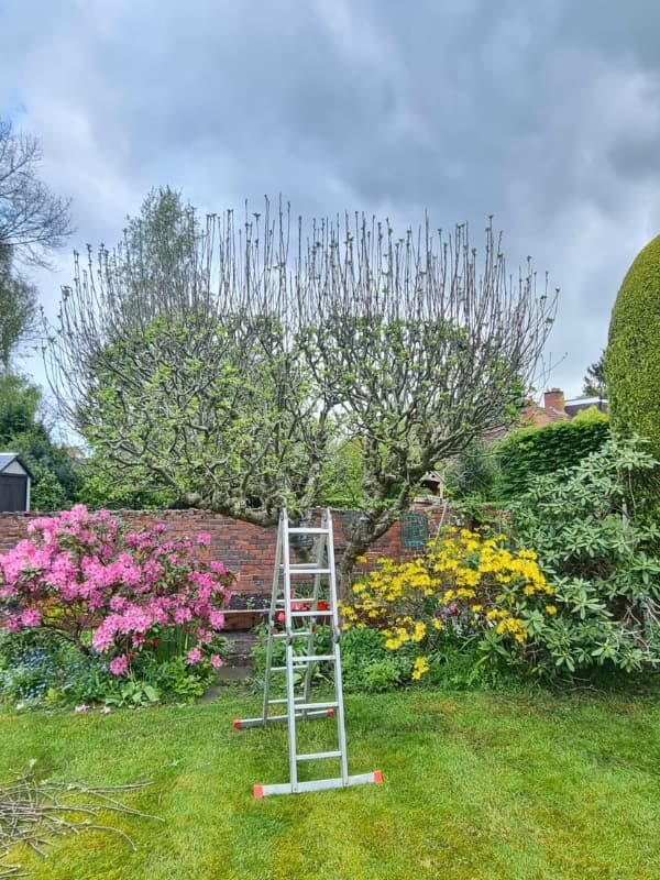 Apple tree pruning works to be performed by tree surgeon.