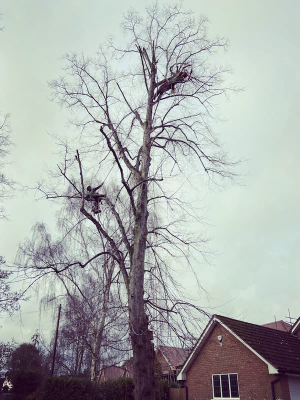 Tree surgeons performing pruning and trimming works at height on Beech tree in front garden.
