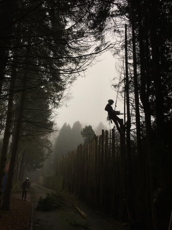 Conifer tree reduction works in progress with lead tree surgeon in position carrying out tree cutting with small chainsaw.
