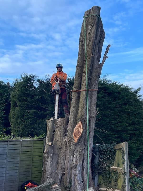 Lead tree surgeon with chainsaw standing on large Poplar tree lower trunk following felling and removal works.
