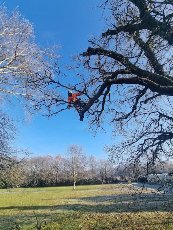 Tree surgeon performing branch pruning and light trimming works at height on old Oak tree in paddock.