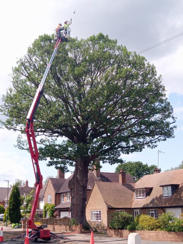Tree surgeons aerial lifted with cherry picker to carry out pruning and reduction works at height on Oak tree with difficult access in front driveway.