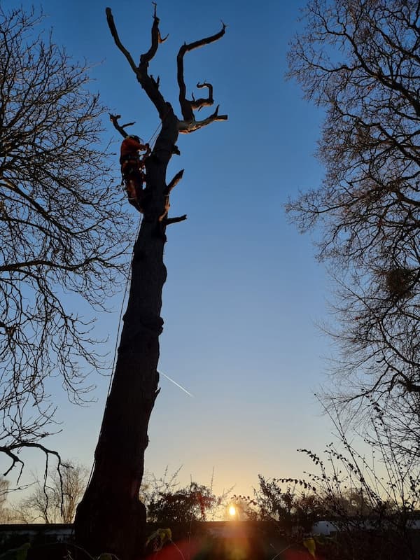 Lead tree surgeon climbing Oak tree with safety ropes preparing for tree removal works.