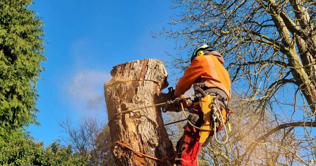 Expert tree surgeon peforming tree removal works - Oakland Group, Tree Surgery Services.