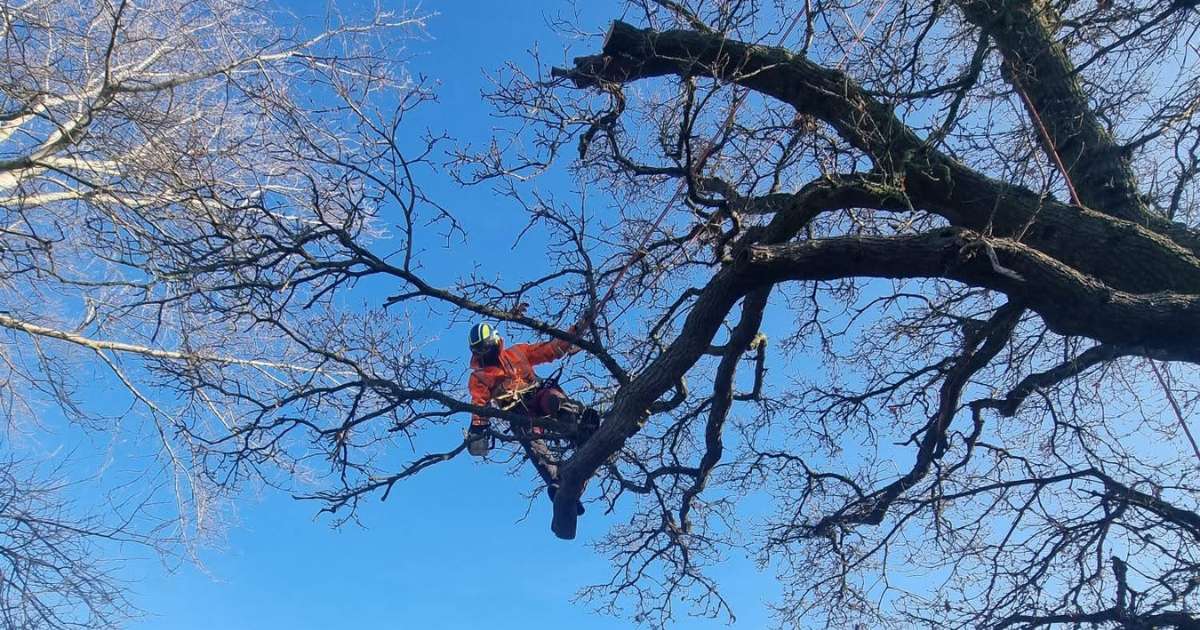 Expert tree surgeon peforming tree preservation works - Oakland Group, Tree Surgery Services.