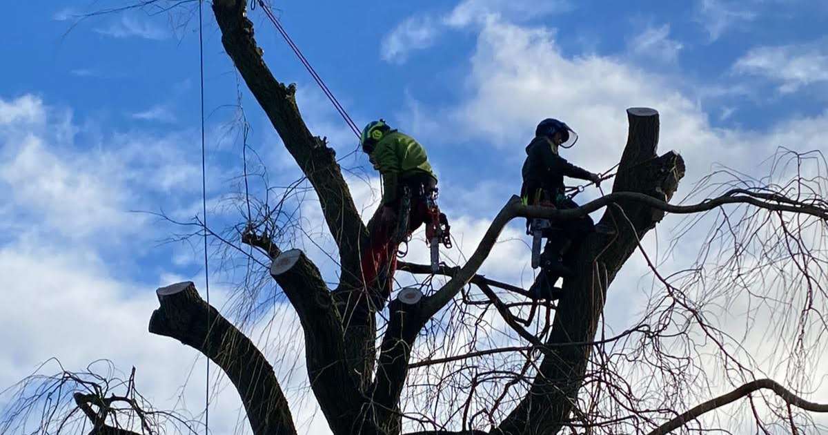 Expert tree surgeons peforming tree conservation works - Oakland Group, Tree Surgery Services.
